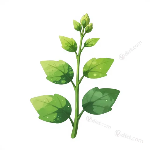 acropetal