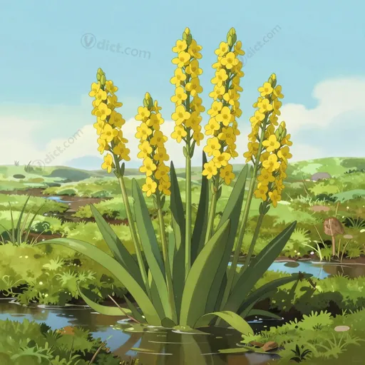 american bog asphodel