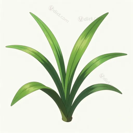 angustifoliate