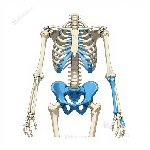 appendicular