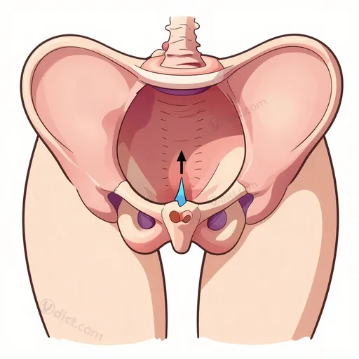 clitoral