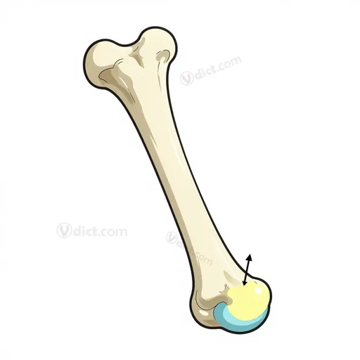 condyle