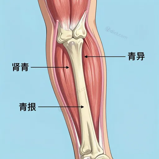 connective tissue