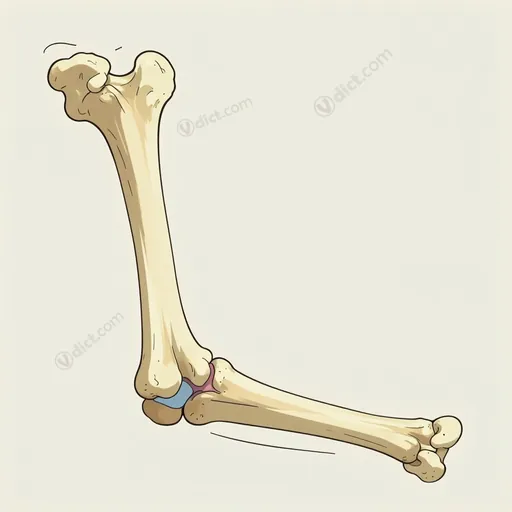 coronoid process