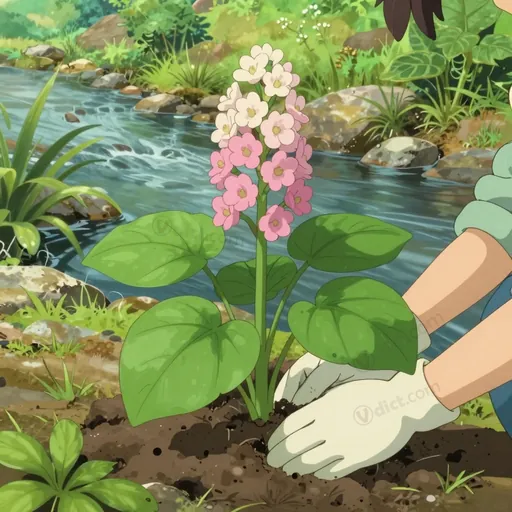 darmera peltata