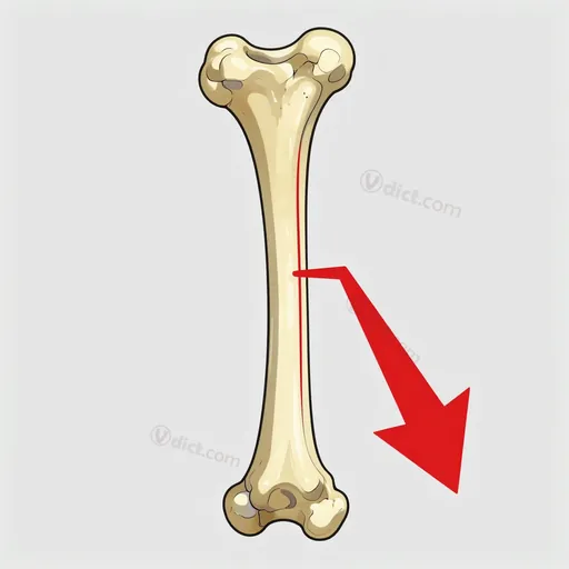 epiphysis