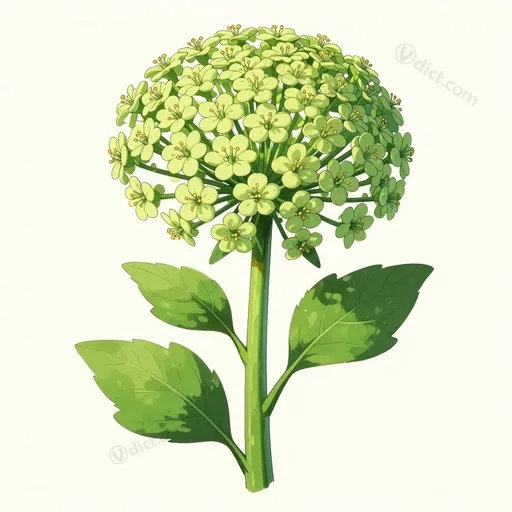 floscular