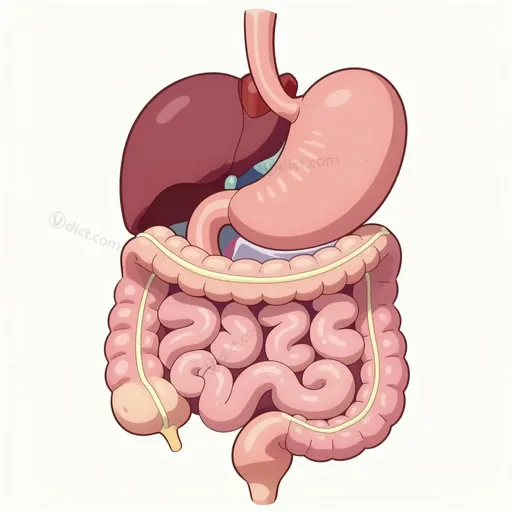 gastrocolic omentum