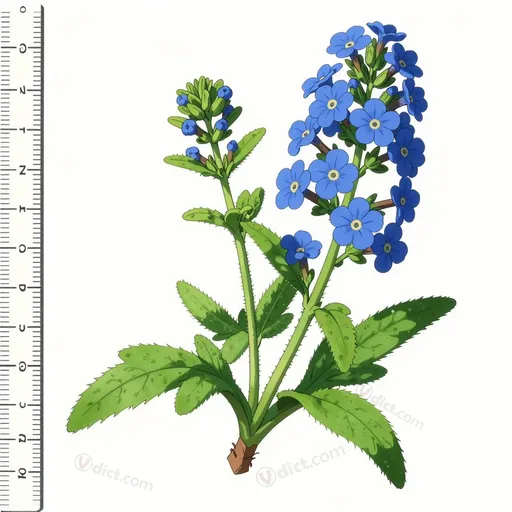 genus anchusa