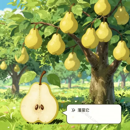 genus pyrus