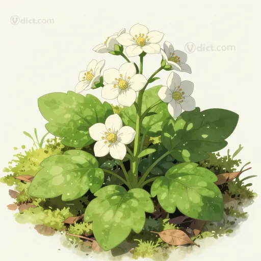 geum canadense