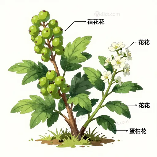 gooseberry family