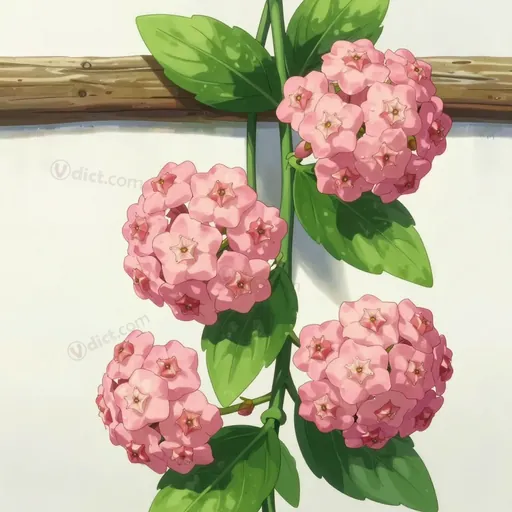 hoya carnosa