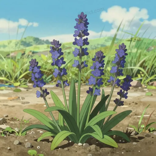 linaria canadensis