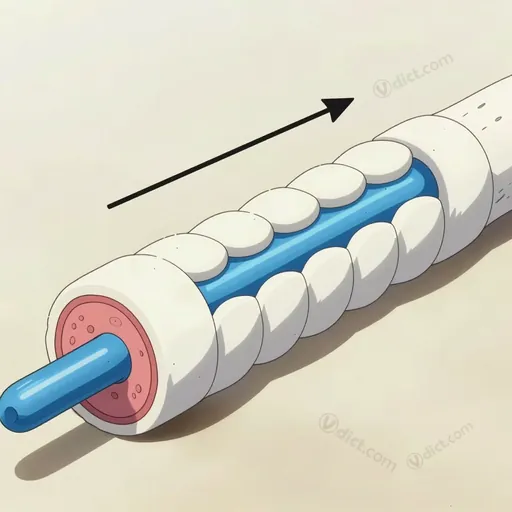 myelinated nerve fiber