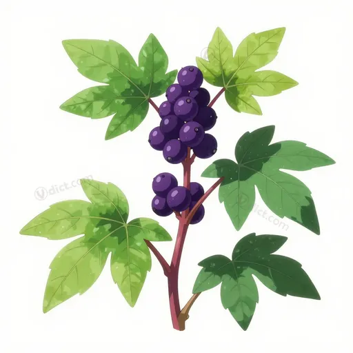 phytolacca