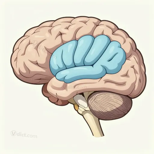 prefrontal