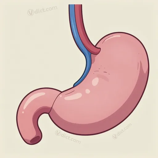 pyloric vein
