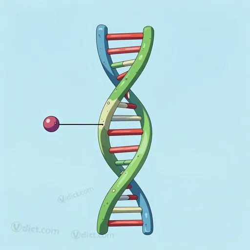regulator gene