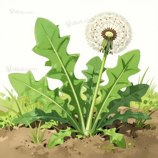runcinate leaf