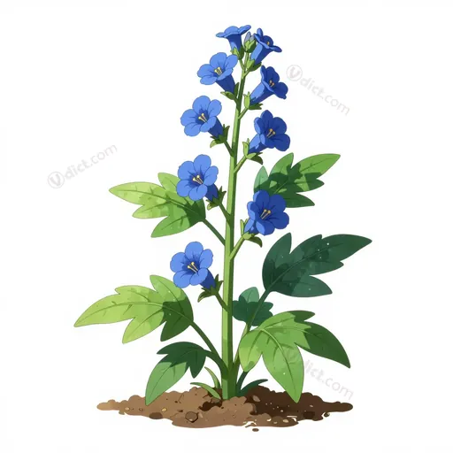 scutellaria