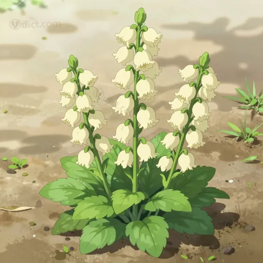 tellima grandiflora