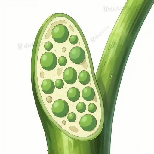 cortical