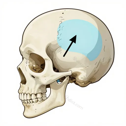 occiput