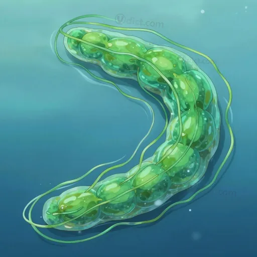 oscillaire