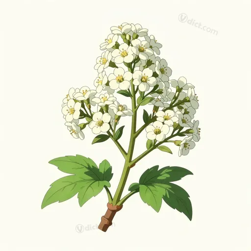 paniculé