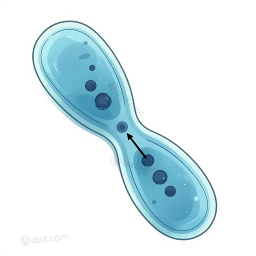 hạch nhiễm sắc